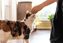 Things a Responsible Cat Owner Mus