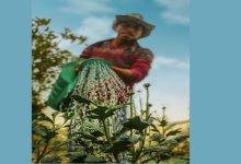 Gifts to Give Gardeners This Holiday